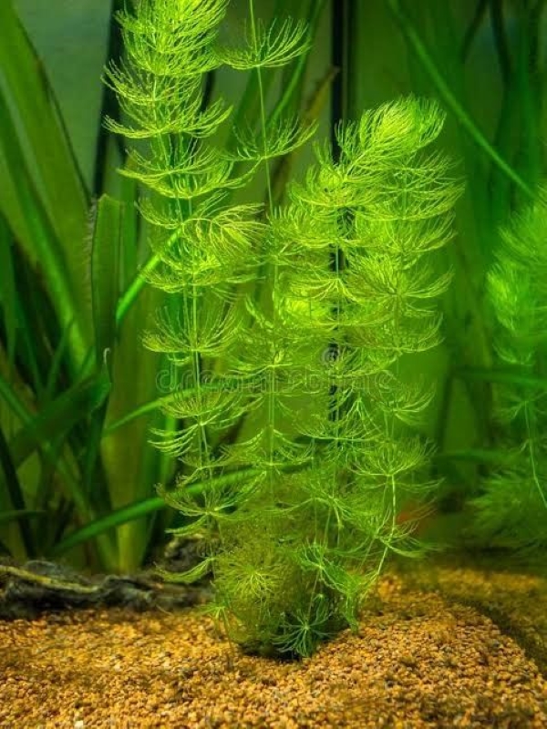 growing Hornwort indoors