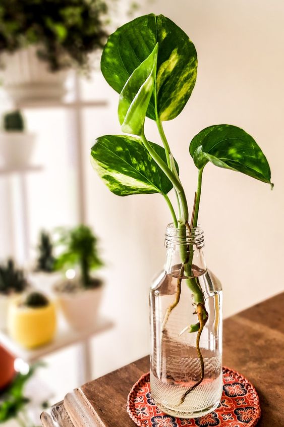 indoor water plants