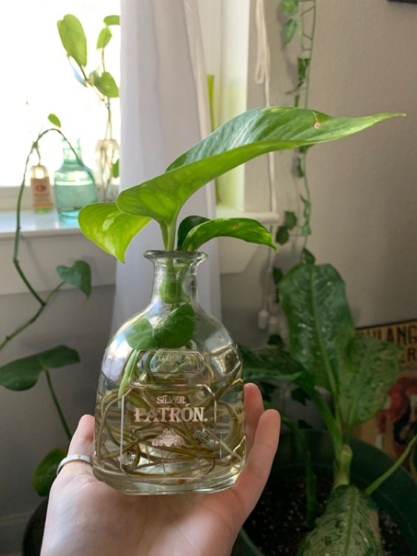 Pothos indoor plant 