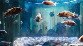 Fish aquarium home near me best sale