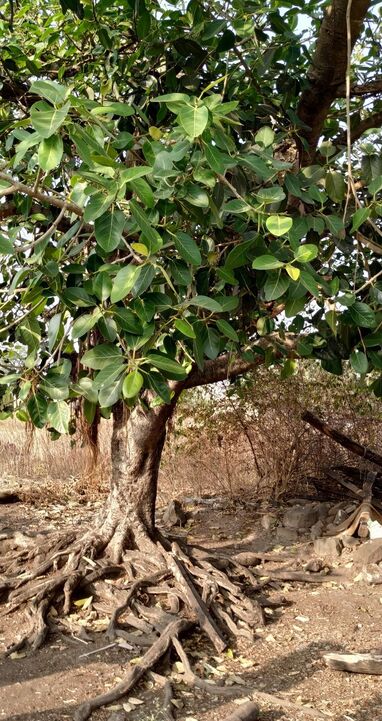 consider Banyan Tree as an outdoor plant 