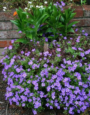 Blue Bacopa outdoor plant