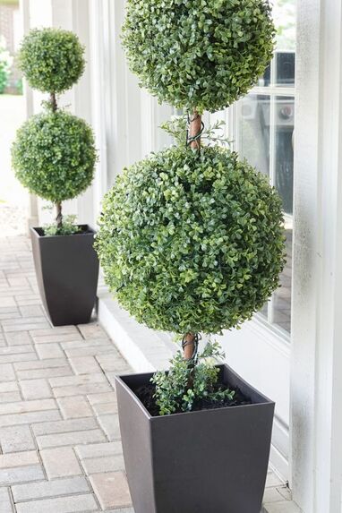 Boxwood Topiary outdoor plants