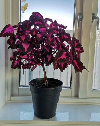 Coleus outdoor plant