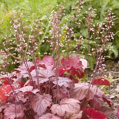 Coralbells outdoor plants