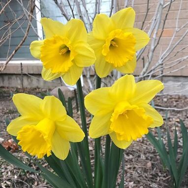 Daffodil as an outdoor plant