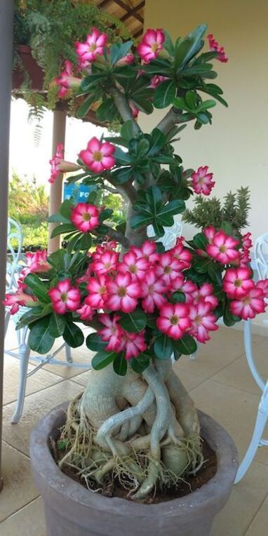 Desert Rose Adenium Obesum as an outdoor plant