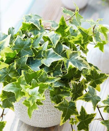 English Ivy outdoor plants