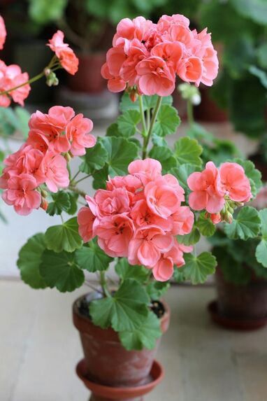 Geraniums outdoor plants