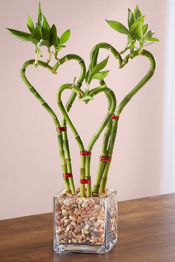 Lucky Bamboo Plant for Home: Know Benefits, Right Placement, Caring Tips