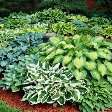 Hostas  outdoor plants