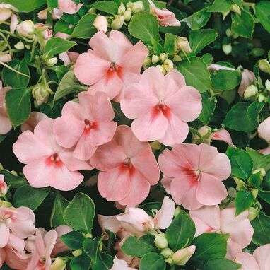    Impatiens outdoor plants