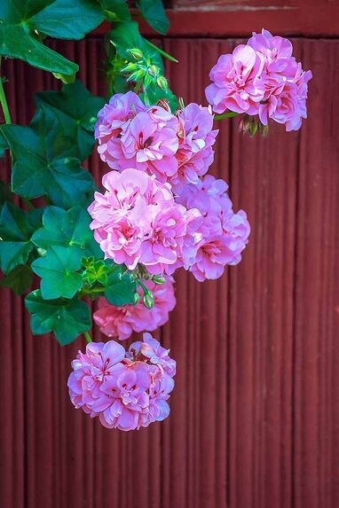 Ivy Geranium outdoor plant