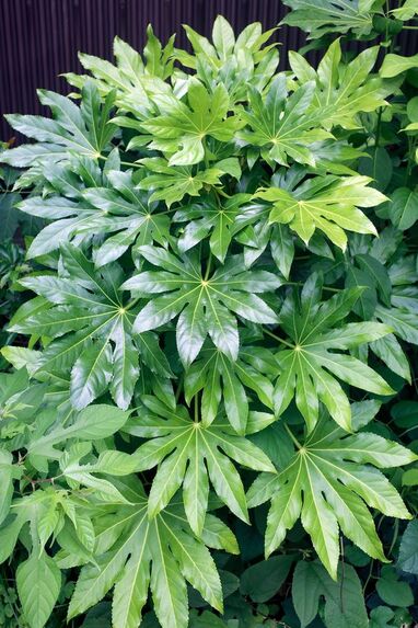 explore Japanese Aralia as an outdoor plant