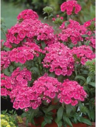 Jolt Pink Dianthus as an outdoor plant