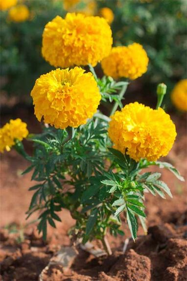 Marigold as outdoor plants