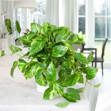 Money Plant is a good outdoor plant option 