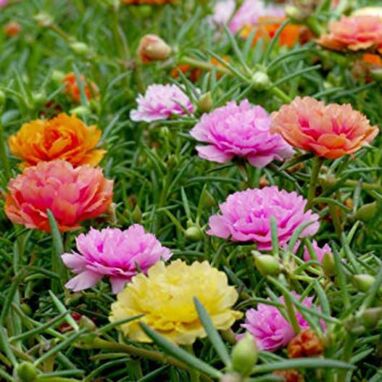 Moss Rose as outdoor plants