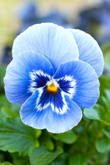 Pansy outdoor plants