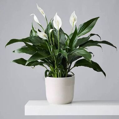 place Peace Lily as an outdoor plant 