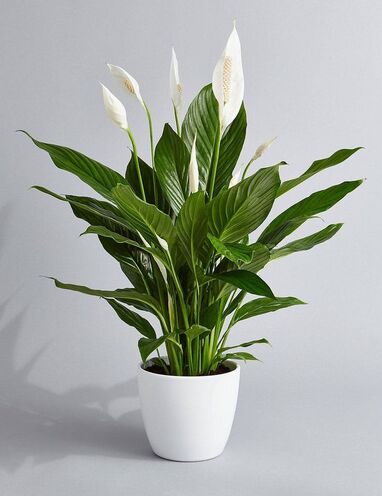 Peace Lily as an outdoor plant option