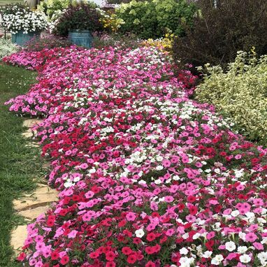 Petunia as an outdoor plant in your home