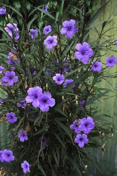 Petunia outdoor plants with flowers