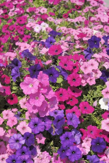 Petunias outdoor plants 