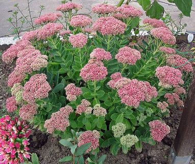 Sedums outdoor plants