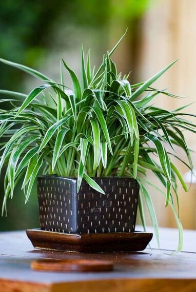 fascinating ideas for outdoor plants for home