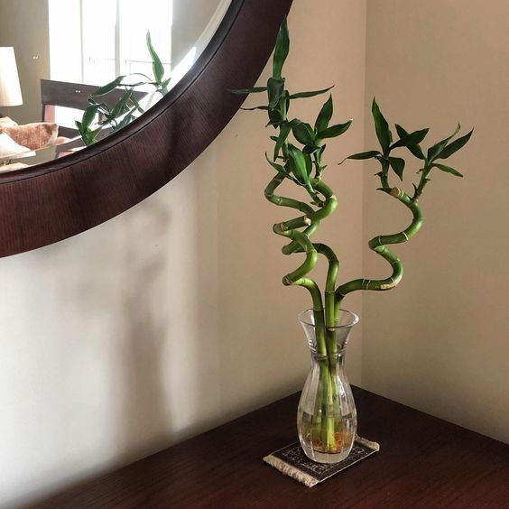 desk lamp for plants Desk Grow Light | Halo Grow Light | Small Plant Light for Office