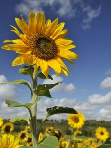 Sunflower as an outdoor plant for your home