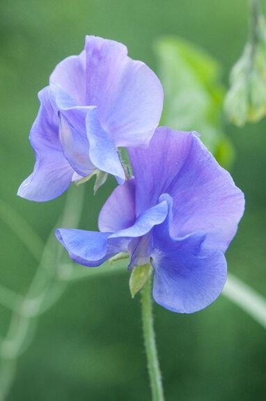 Sweet Pea outdoor plant