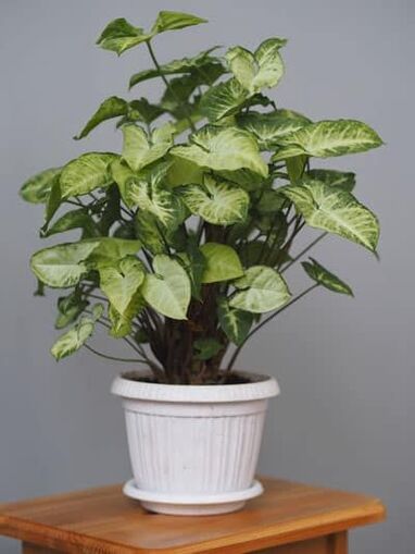 Syngonium outdoor plants