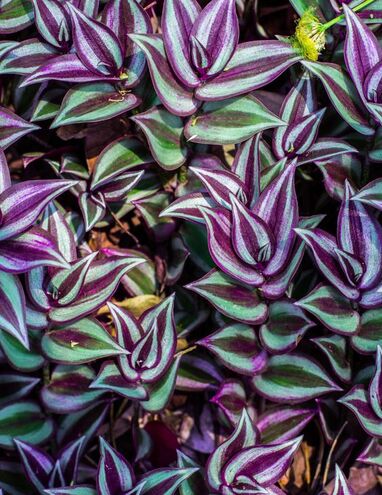 Tradescantia Zebrina outdoor plants