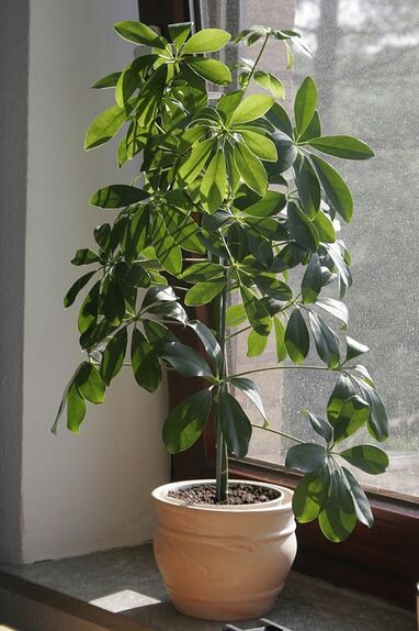 Umbrella tree outdoor plants