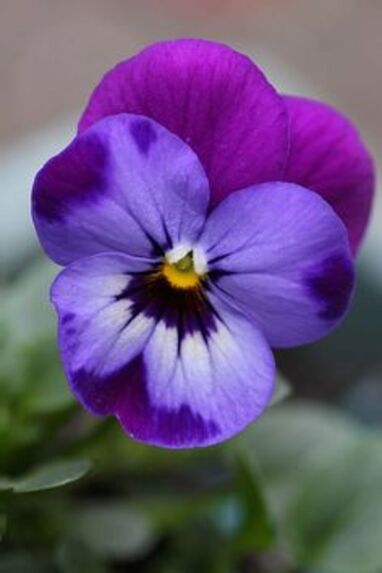 Viola outdoor plant