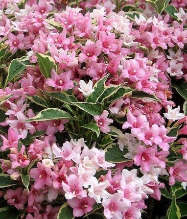 Weigela outdoor plants 