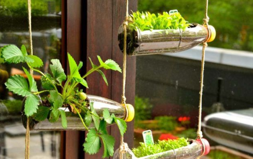 Baste of waste DIY vertical garden using plastic bottles