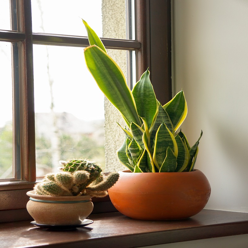 buying fiddle leaf fig tree Fiddle Leaf Fig Potted Houseplant