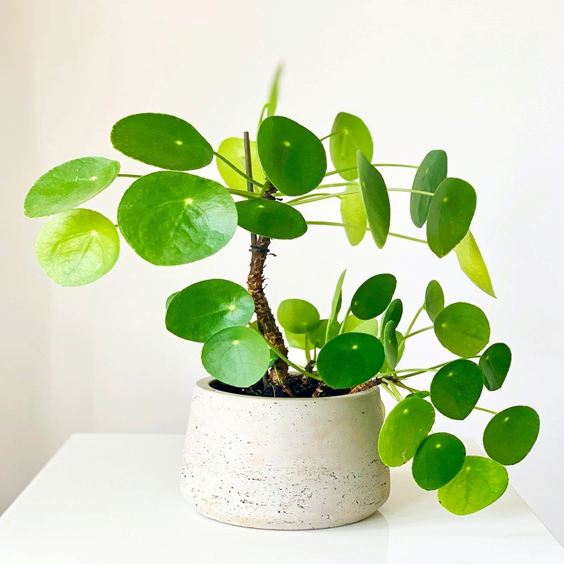 40+ Indoor Plants for your home that can thrive without sunlight, water