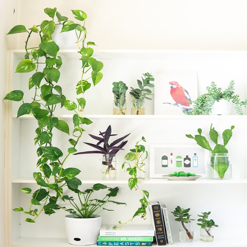 fungus plant treatment Lost Coast Plant Therapy main image 0