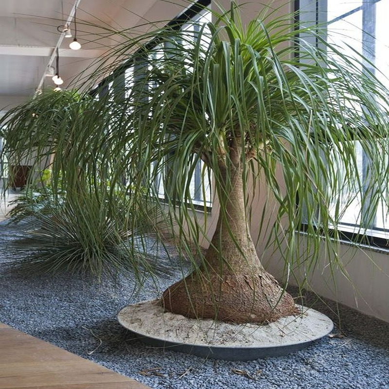 40+ Indoor Plants for your home that can thrive without sunlight, water