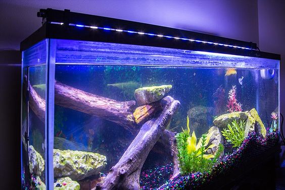 20 Aquarium Lighting Ideas