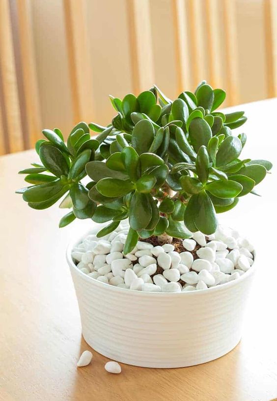 indoor small plant stand Tiered Plant Stands Succulent Pot Small Plant Shelf Stand for Indoor  Shop  Premium