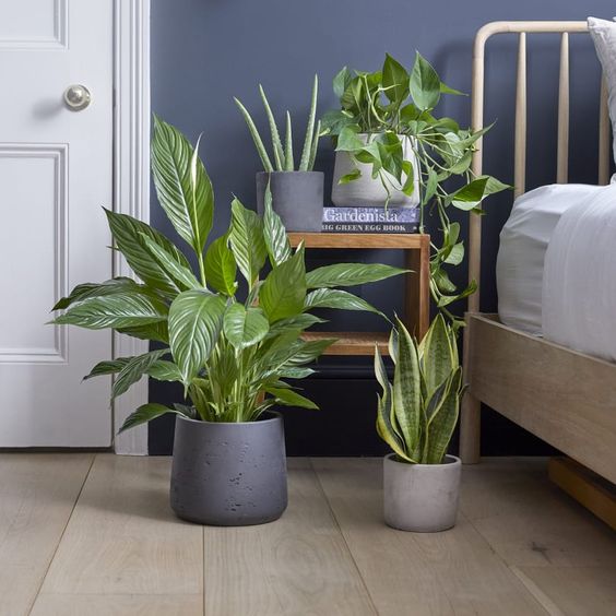 30 Feng Shui Plants: Living Room, Bedroom