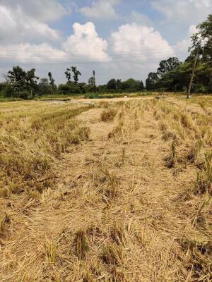 Agriculture   Farm Land For Rent In Lakhari Road Lakhani Bhandara 