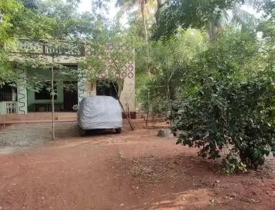 Dry Flowers at Rs 2000/kilogram, Teachers Colony, Thoothukudi