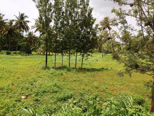 Agriculture / Farm land for sale in Greenpalli Hosur - 10406 Sq. Yard.