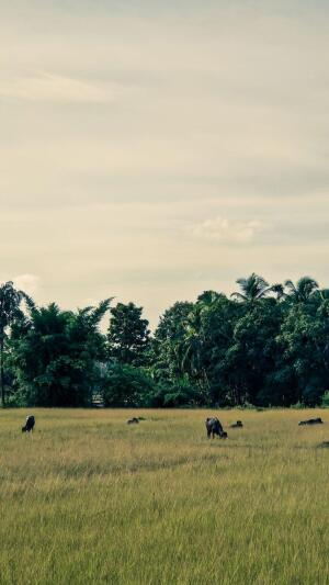 Agriculture / Farm land for sale in Pauni Modi Gate Pench National Park ...